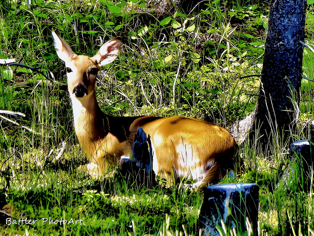 Psalms 119 105 longing for the Word