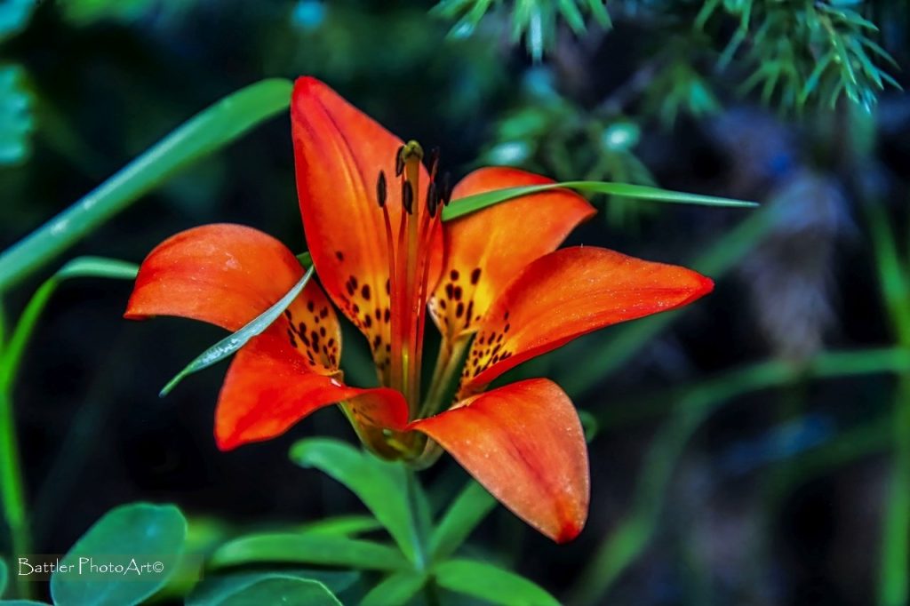 rest in Christ reflected by nature