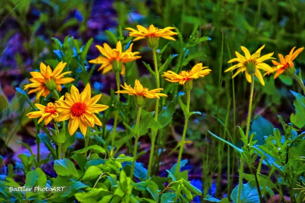 Gods mercy everlasting