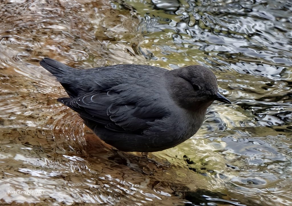 American Dipper